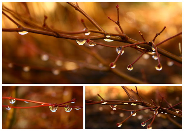 raindrops collage © Annie Japaud Photography, branches, raindrops, goden