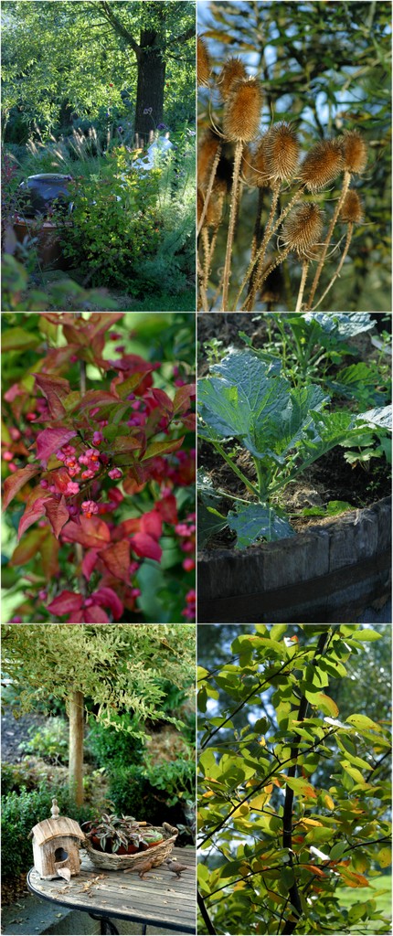 Ein Schweizer Garten Rot Wild