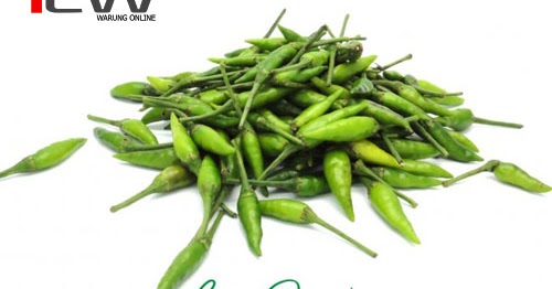 penyemaian benih cabe rawit