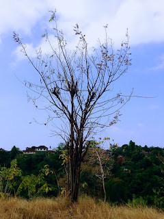 Dried Tree Almost Dead In The Plant Field Banjar Kuwum, Ringdikit, North Bali, Indonesia