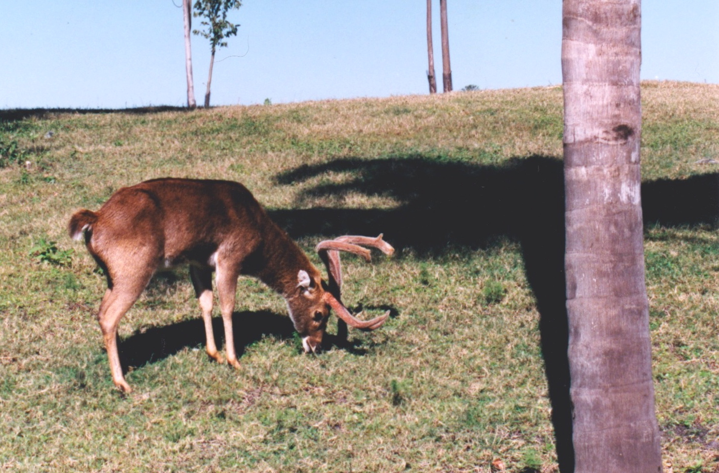 lingo deer lingo deer
