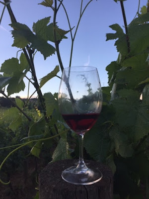 Oregon pinot noir glass among vines