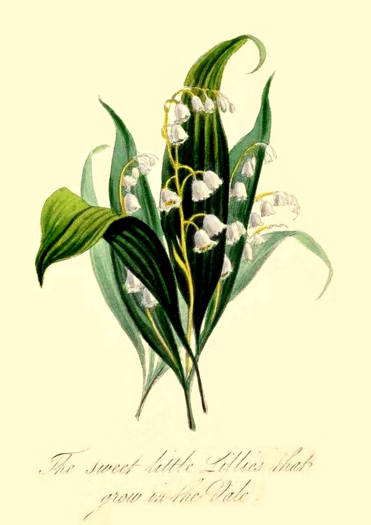 bumble button Emerald Birthstone & Lily of the Valley Flowers for May