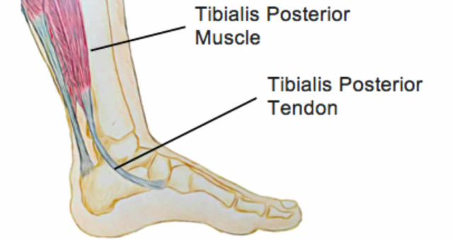 Tibialis anterior muscle