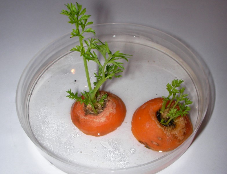 В пресной воде морковь что произойдет. Проросшая морковь. Опыты с морковью. Прорастание моркови из верхушки. Эксперимент с морковкой.
