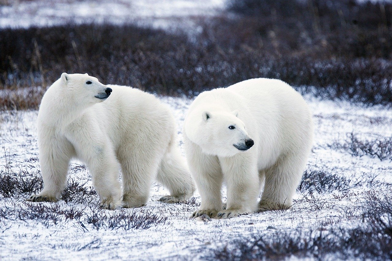 Polar Bear extinction by 2100Arctic warming Natures Zeal