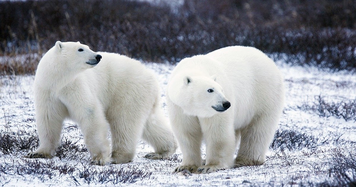 Polar Bear extinction by 2100Arctic warming Natures Zeal