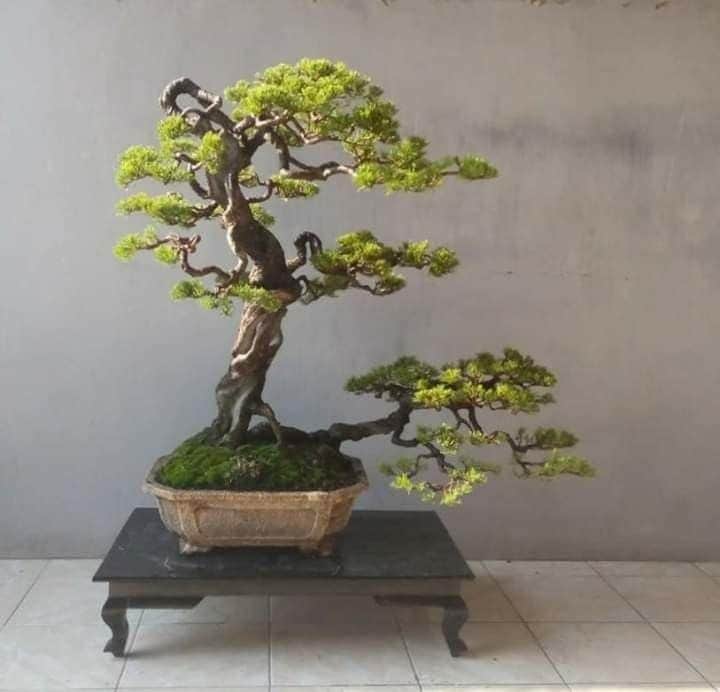 Appreciating Twin Trunk Bonsai