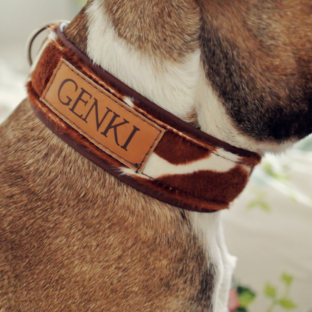 Französische Bulldogge Namenshalsband Französische Bulldogge Namenshalsband