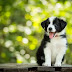 14 Reasons To Choose A Border Collies