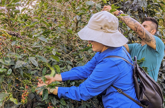 Costa Rica Itinerary: Picking coffee beans at Cafe de Monteverde Costa Rica Itinerary: Picking coffee beans at Cafe de Monteverde