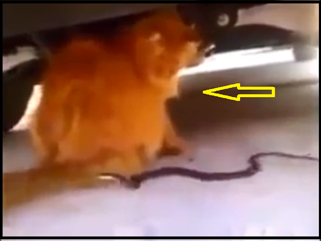 PINTER BANGET : VIDEO Kucing Ini Ngerjain Ular Yang Masuk Rumah.