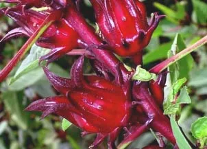 Roselle Hibiscus flowers have an edible calyx used for food and drink recipes.