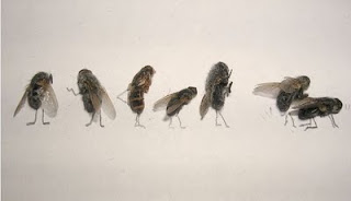 dead-fly-art-07.jpg