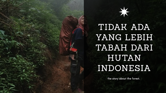 Tidak Ada yang Lebih Tabah dari Hutan Indonesia
