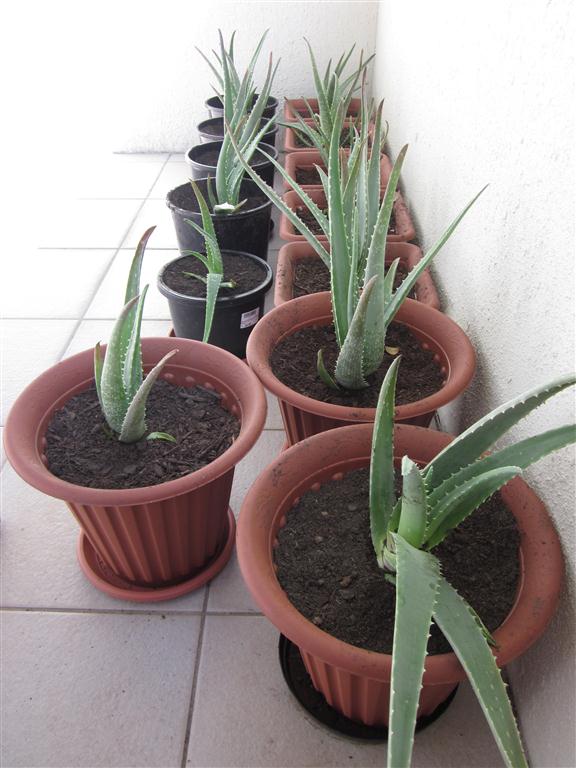Smart Money Guide: Container Gardening: Aloe Vera, Pups ...