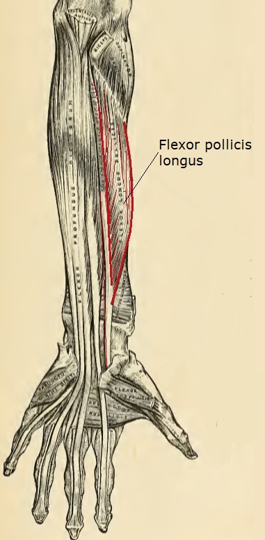 Musculus abductor pollicis Longus