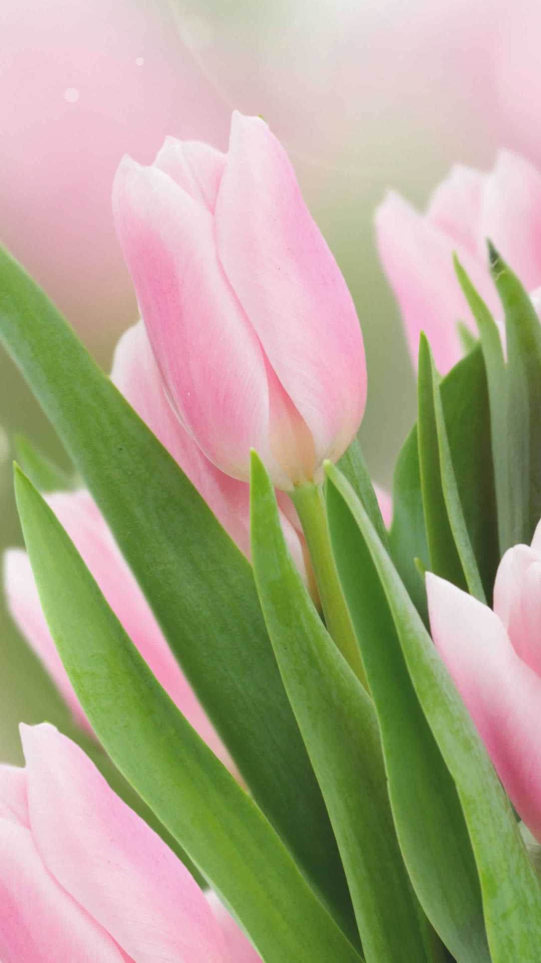 Cute Flower Wallpapers For Your Phone