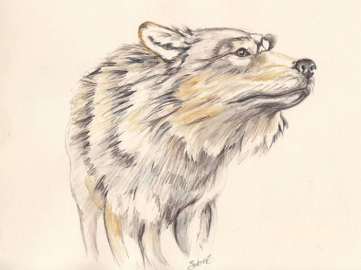 Sketching in Nature Canadian wolf