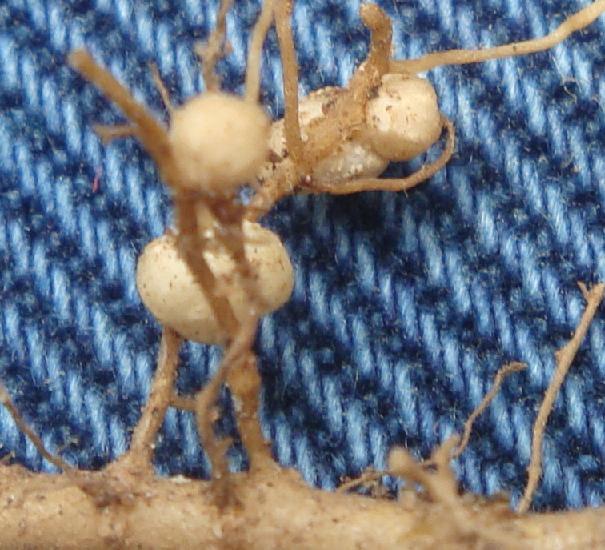 Organic micro farm and vegetable terrace garden : Root Nodules in Beans