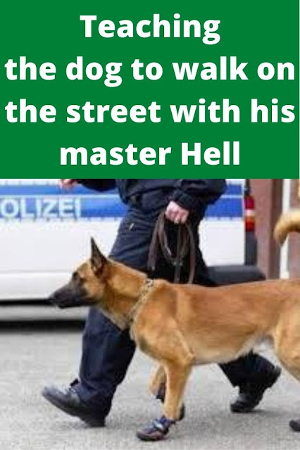 Teaching the dog to walk on the street with his master Hell