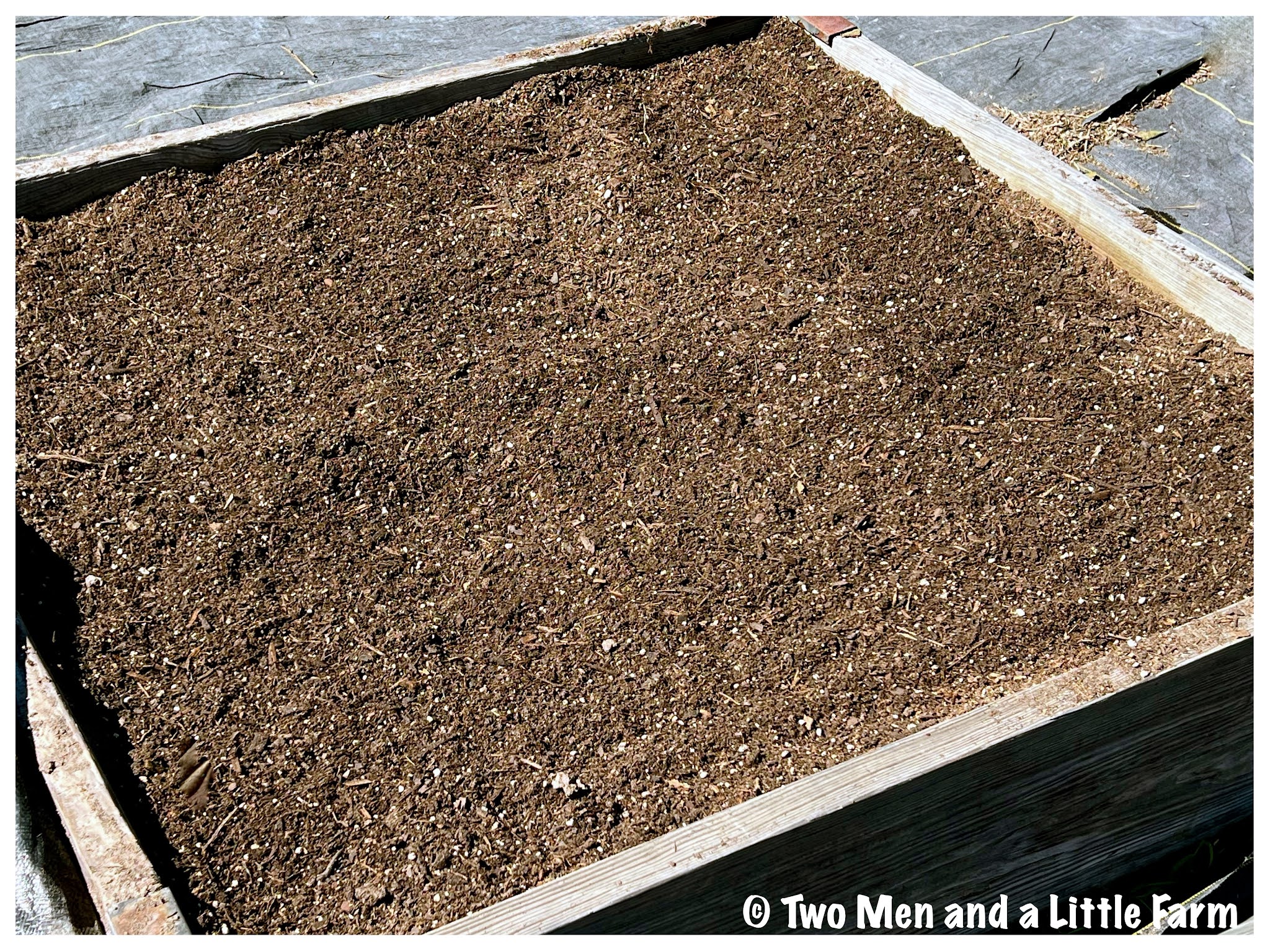 Two Men and a Little Farm COLLARD GREENS PLANTED