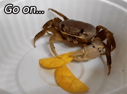 Crab-Eating-Chips---Go-on.gif
