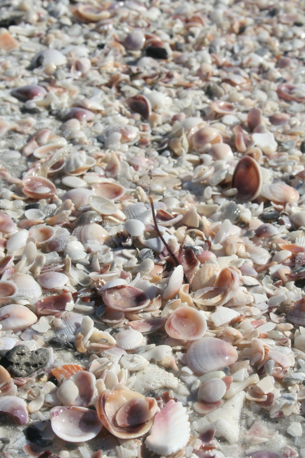 Beth Hill Photography