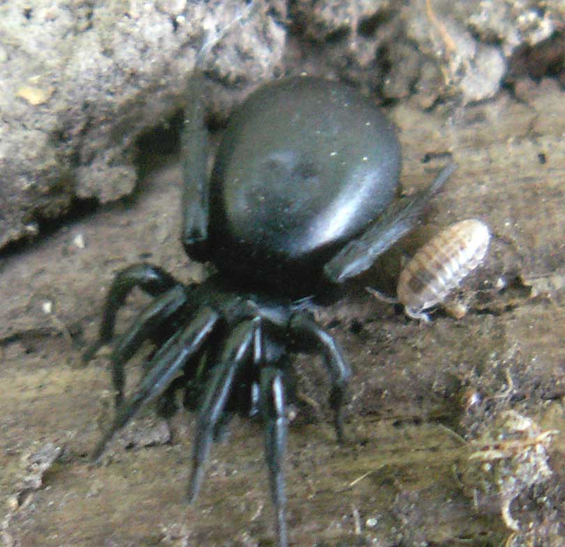 All photos gallery: Black spider, big black spider, black jumping spider