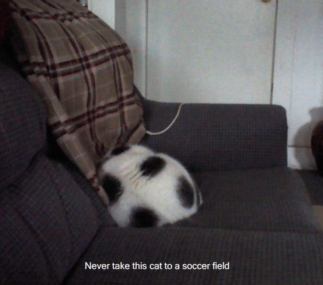 Never Take This Cat To A Soccer Field