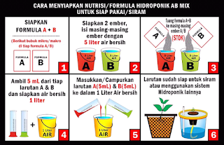 5 Petunjuk Pokok Cara Bertanam Hidrponik Untuk Pemula: Lengkap