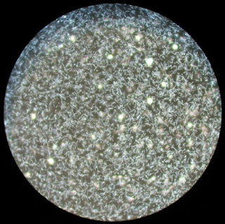 Karanlık alan mikroskobu ile 200 defa büyütülmüş Leptospira