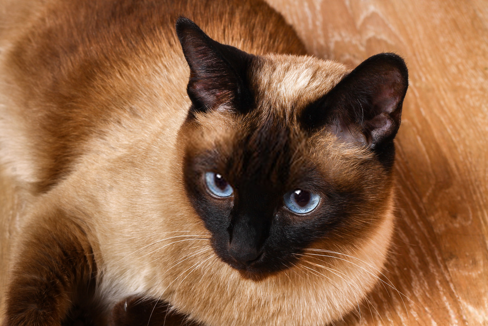 siamese cats nocturnal