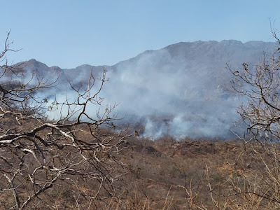 "Forest fire spreading through the hills of Mount Abu"
