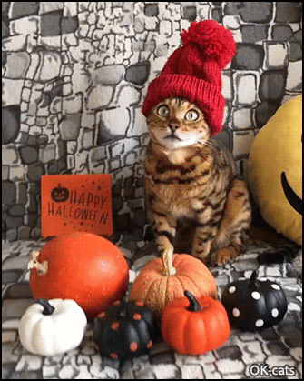 50+ Animated Cute Halloween Cat Gif Pics