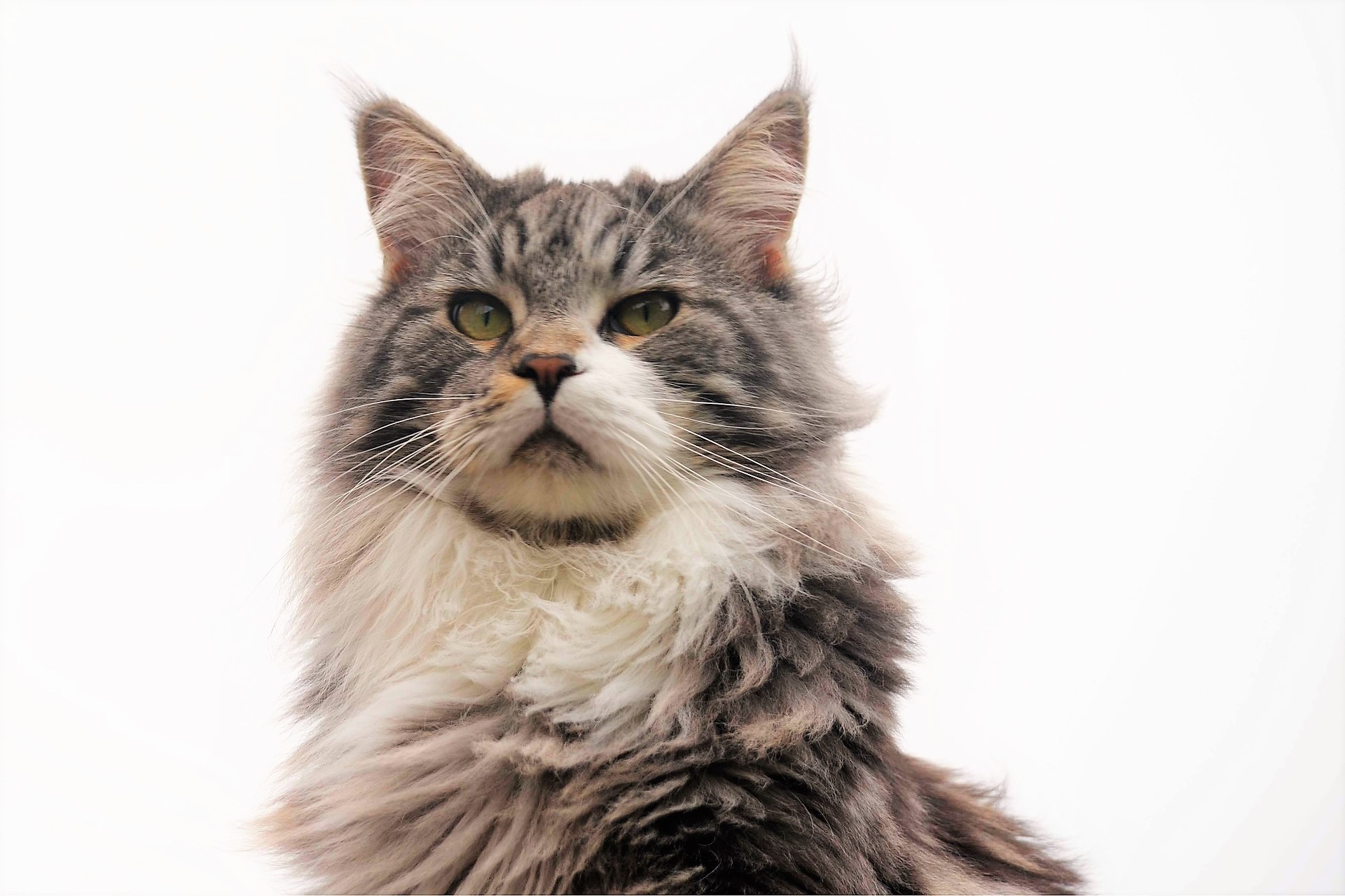 Do Maine Coons like to cuddle?