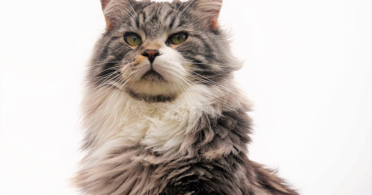 Do Maine Coons like to cuddle?