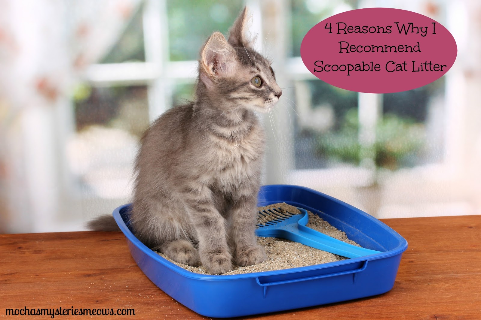 Melissa's Mochas, Mysteries and Meows 4 Reasons Why I