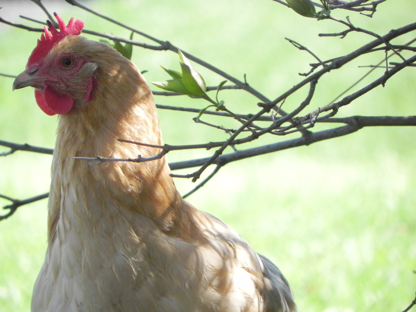 Chicken Chapel: The Elegant Chicken