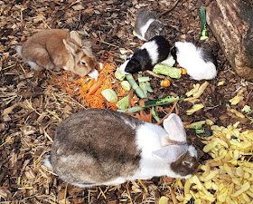 Vom Glück dieser Erde: Urlaub auf dem Küselhof und Reiterhof Witt auf Fehmarn. Kleintiere im Streichelgehege: Kaninchen, Meerschweinchen und Hasen, beim Füttern dürfen die Kids helfen.