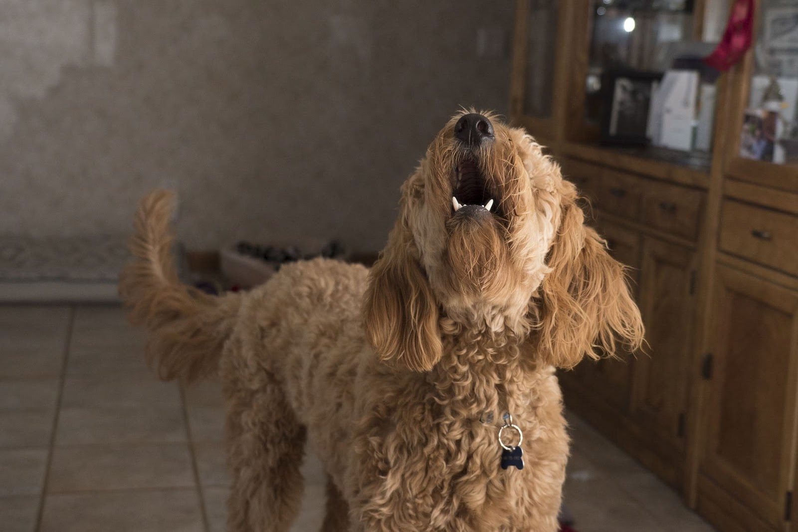 Stop Annoying Dog Barking 9 Reasons For Annoying Dog Barking Behavior