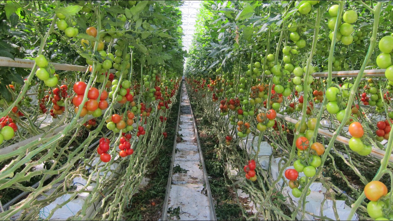 How to Growing Hydroponic Tomatoes Bible Gardens