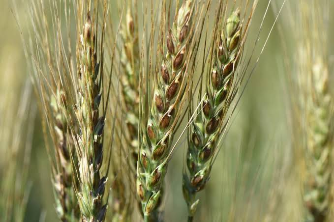 ઘઉંના પાકને જીવાતો અને રોગો સામે કેવી રીતે રક્ષણ આપવું?