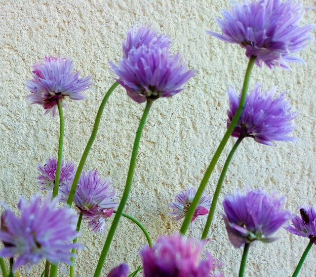 Cebollino (Allium schoenoprasum L.).