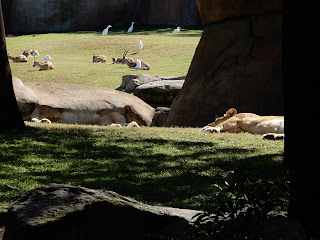 BIOPARC Valenciaの寝ているライオン