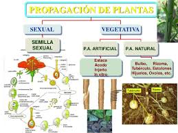 PROPAGACIÓN DE LAS PLANTAS.
