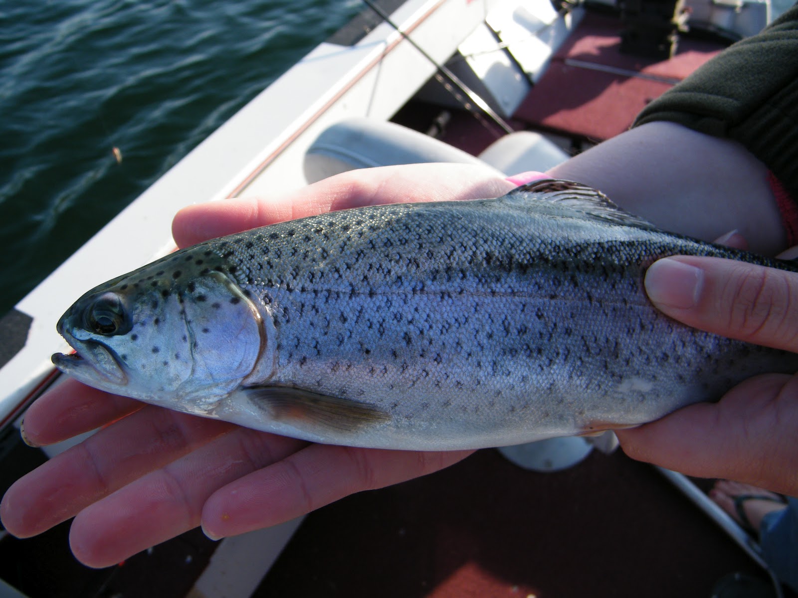 Slab Seeker Fishing Fishing Minnesota Trout Lakes