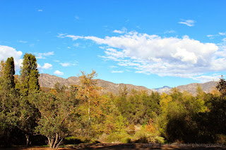 View of the Mountains from Descanso Gardens