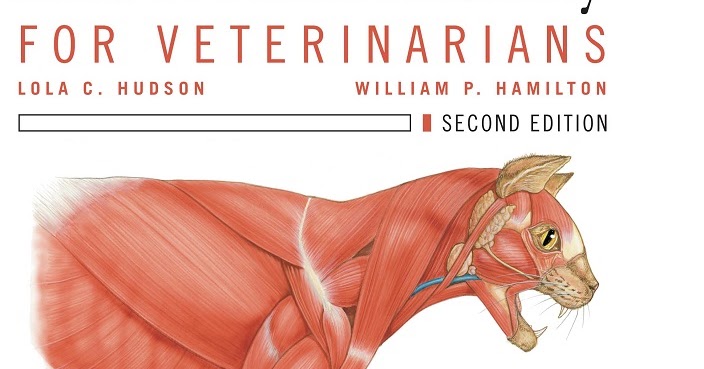 Atlas of Feline Anatomy for Veterinarians 2nd Edition | AJLOBBY.COM