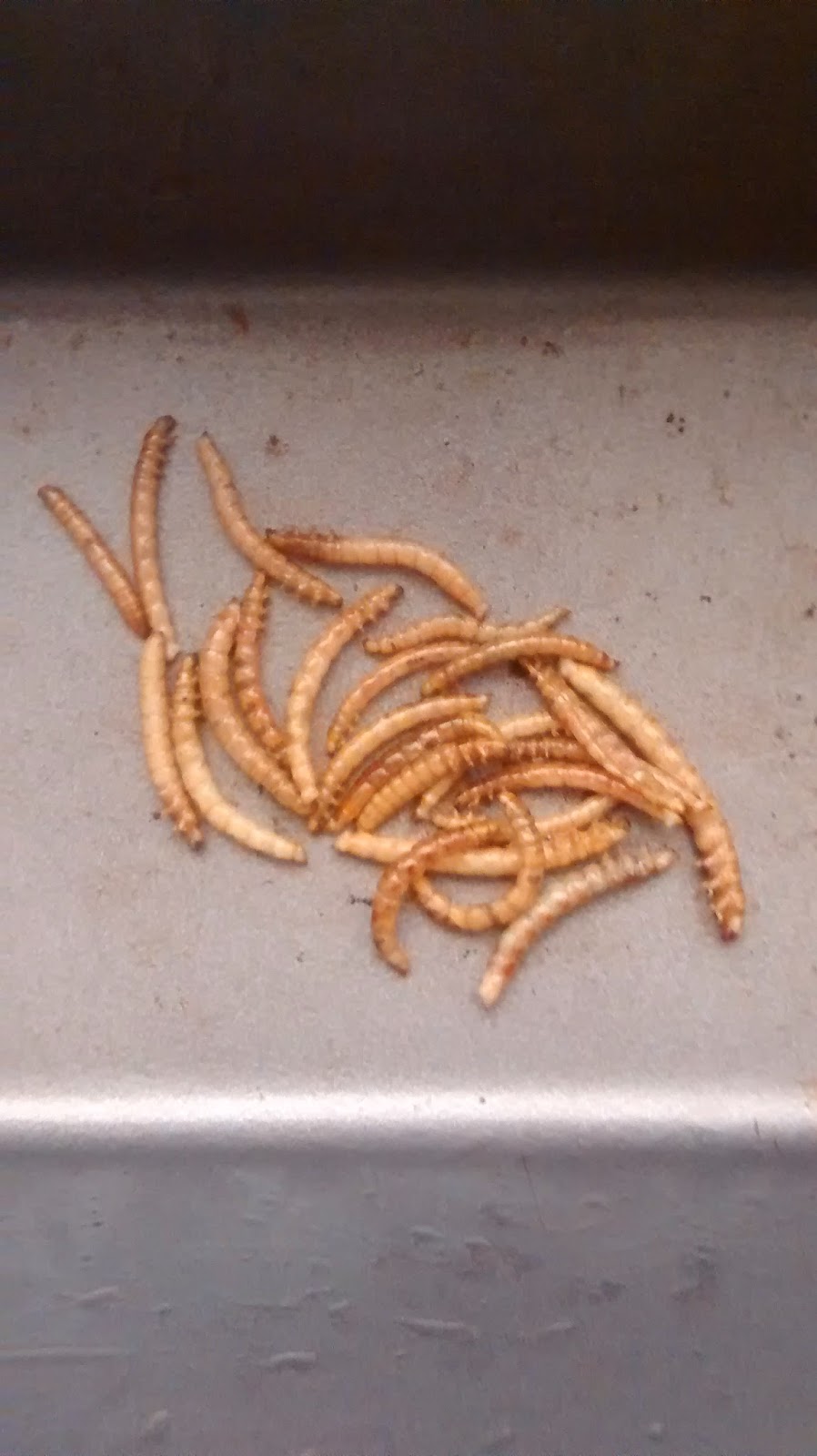 Eating Insects Mealworm mince pies and the invasion of the flies...